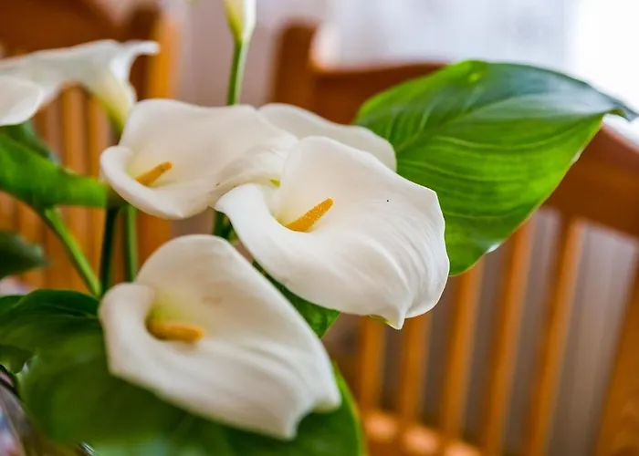 Doris